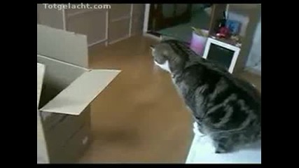 Котка и голям кашон