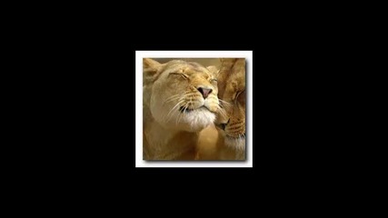 Animals kiss