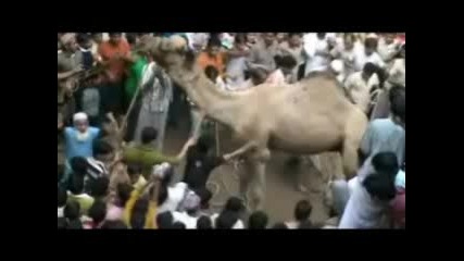 Разярена камила!