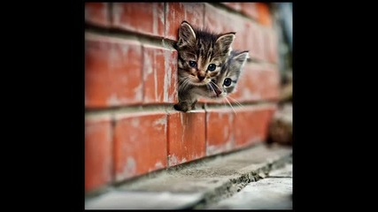 Bate Pe6o0 Ft. Tina - my Friends ... [!]