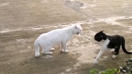 тая котка се уплаши до смърт!