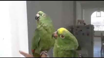 Папагали пеят в дует