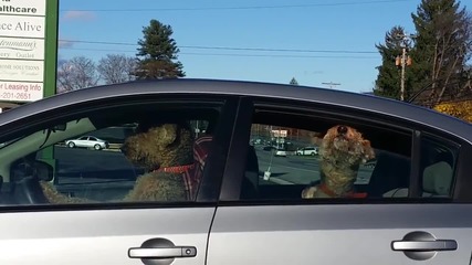 Когато на кучето ти му е писнало да те чака в колата!