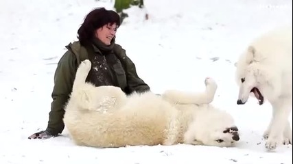 Удивително! - Жена играе с вълци