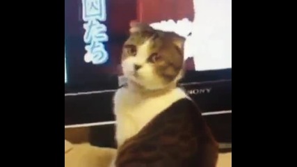 Котаракът убиец (mr.g.)