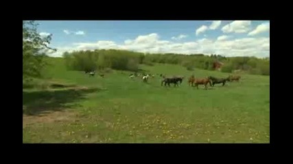 Windy Ridge Ranch Horses Running Into Pasture 2009