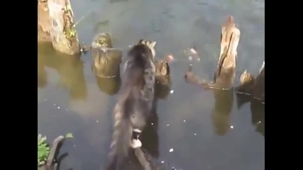 Коте хваща риба
