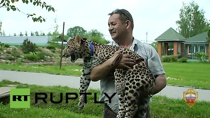 Russia: This playful leopard was found wandering the streets of Moscow