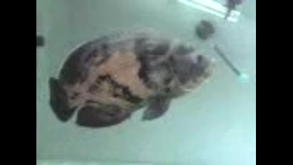 Mov00001.3gp