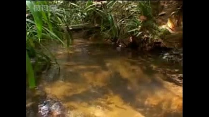 Cannibalism - Tribe - Bbc 