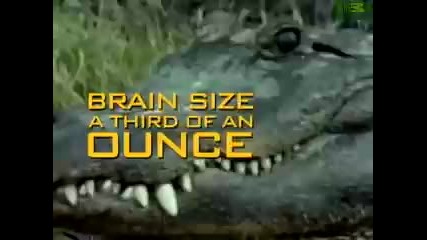 Animal Face - Off Alligator vs. Black Bear