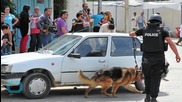 Deadly Heat: Police Dogs Die When Left In Patrol Cars