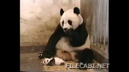 Бебе панда киха много смешно 