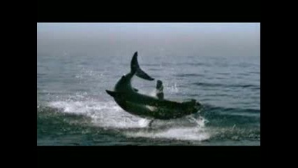 The Great White 