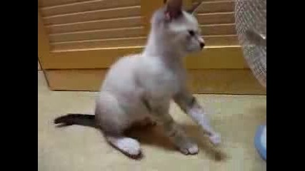 котка срещу вентилатор :)
