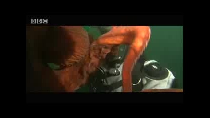 Bbc Дивият живот - Огромен октопод (невероятно)