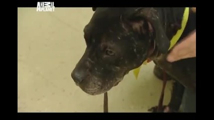 Animal Cops Philadelphia 16_ Dog-fighting nightmare