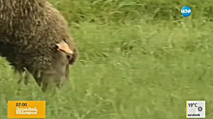 В Полша използват стадо за поддържане на тревни площи