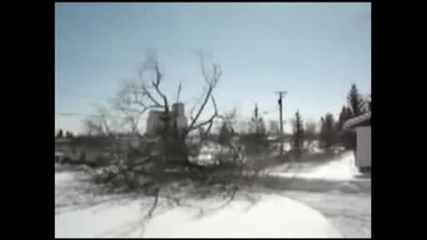 Nits - Tree is Falling
