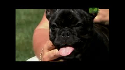 Dogs 101 - French Bulldog