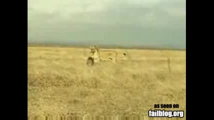 Лъв бяга от диво прасе