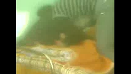 boy v pansa na hranitelnoto