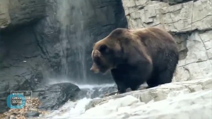 Mama Bear Sends Tourists Running in Yellowstone