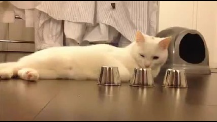 Най- умната котка на света!