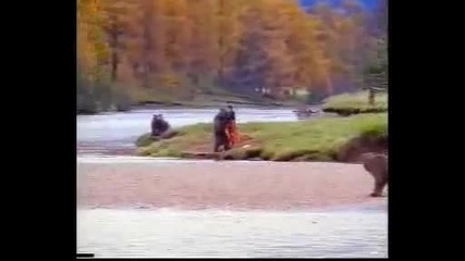 Човек срещу мечка (много смешна реклама)
