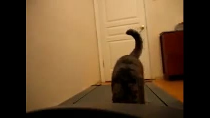 Мацка тренира с котенцето си