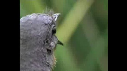 Lyre Bird Имитира Буквално Каквото Чуе