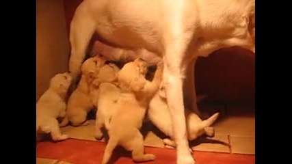 Бебоците на Зарка сучат 