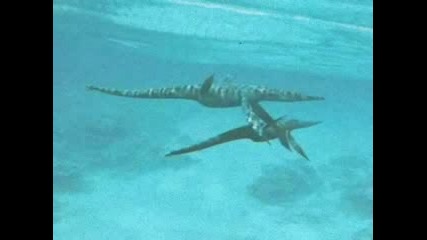 Sea Monsters