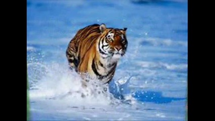 Снимки на тигри