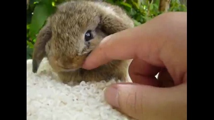 Сив Клепоух заек