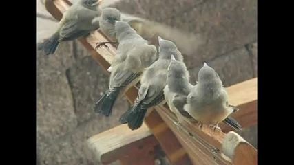 Mugison - Two Birds
