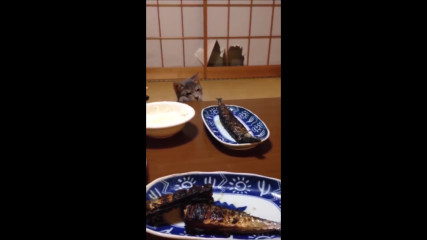 Гладна котка