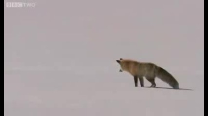 Лисица ловува по интересен начин