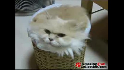 Много Смешни Котки 3!