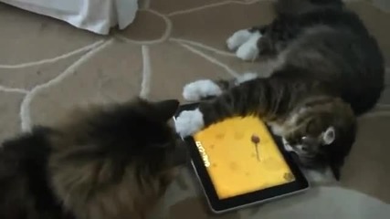 сладки котки играят с ipad (много смях)