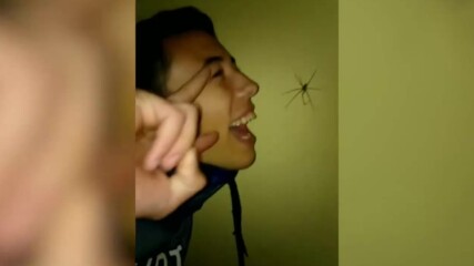 Хора си умират от страх от паяци - Голям смях