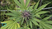 Texas Town Sees Push to Legalise Marijuana