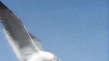 umanity(a.k.a. Humanity) - Bird of love 1975(vangelis)