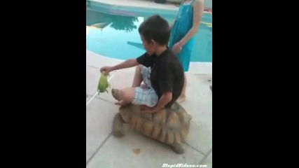 Дете язди костенурка, яко 