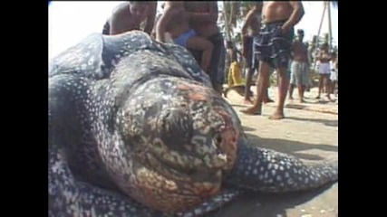 Turtle leatherback tobago