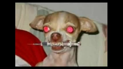 Crazy Dog