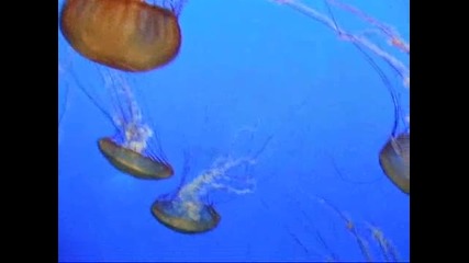 Най - смъртоносната медуза на земята