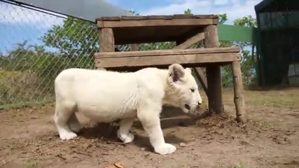 Много красиво бяло лъвче!
