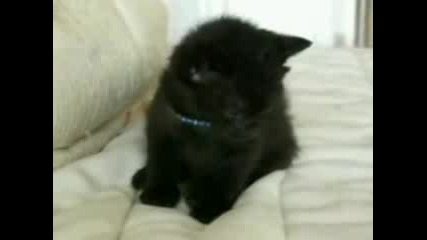 The Best Cat Video