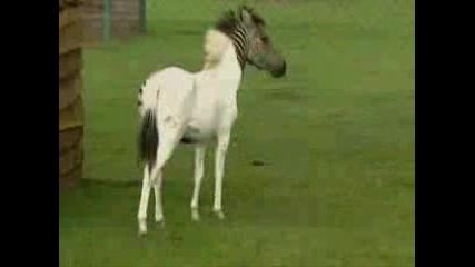 Кръстоска Между Кон И Зебра